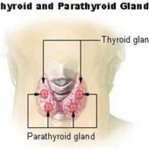 Paratiroidi. Fonte immagine: National Cancer Institute Seer Training