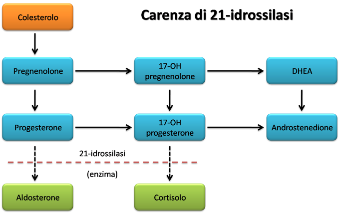 Nelle ghiandole surrenali il colesterolo viene convertito in pregnenolone, un precursore di aldosterone, cortisolo e androgeni. Un deficit di 21-idrossilasi determina la diminuzione di aldosterone e cortisolo (in verde) e l’accumulo dei precursori. Questo deficit enzimatico è ereditario ed è la causa più frequente di CAH.