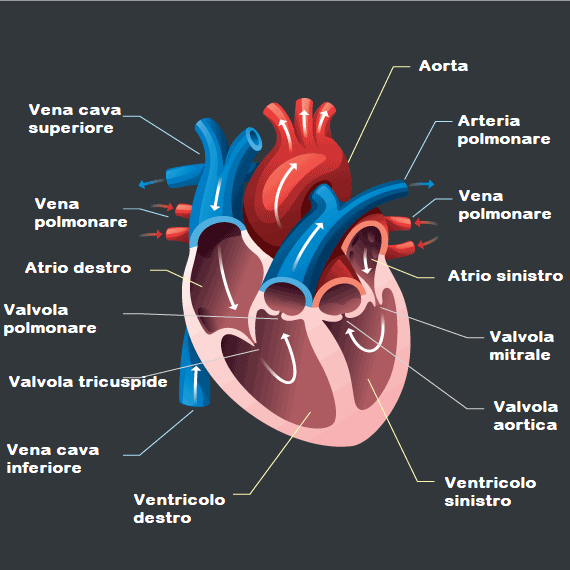  Anatomia del cuore