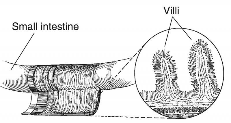 Disegno di una sezione d'intestino tenue con un dettaglio dei villi. Fonte immagine: National Institute of Diabetes and Digestive and Kidney Diseases