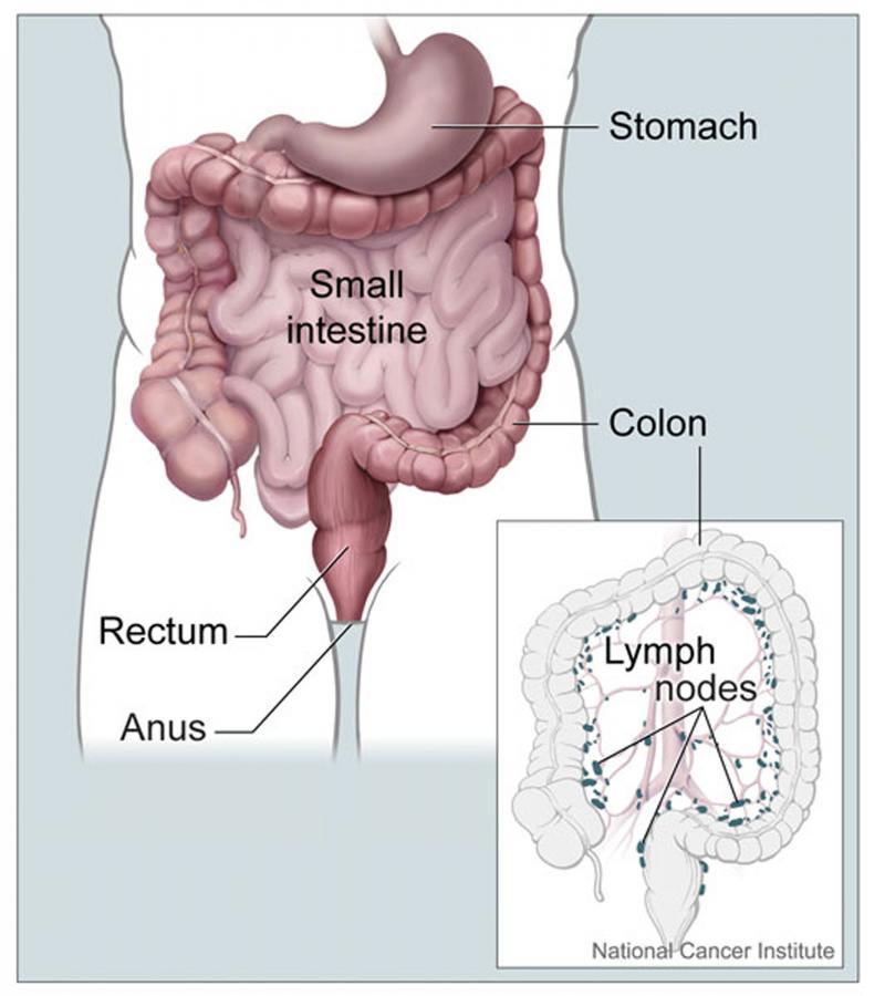 Disegno dell'apparato digerente: il colon, il retto, lo stomaco, l'intestino tenue e l'ano. Fonte immagine: Alan Hoofring, NCI