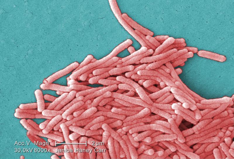 Legionella pneumophilia, responsabile della legionellosi. Fonte immagine: Janice Haney Carr, CDC