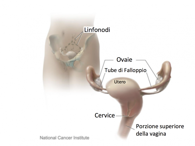 Cervice Uterina e Organi contigui. Fonte immagine: Don Bliss, National Cancer Institute