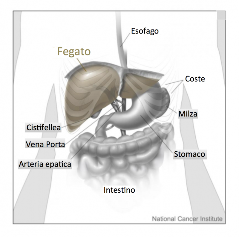 Il fegato e gli organi circostanti. Fonte immagine: Don Bliss, National Cancer Institute