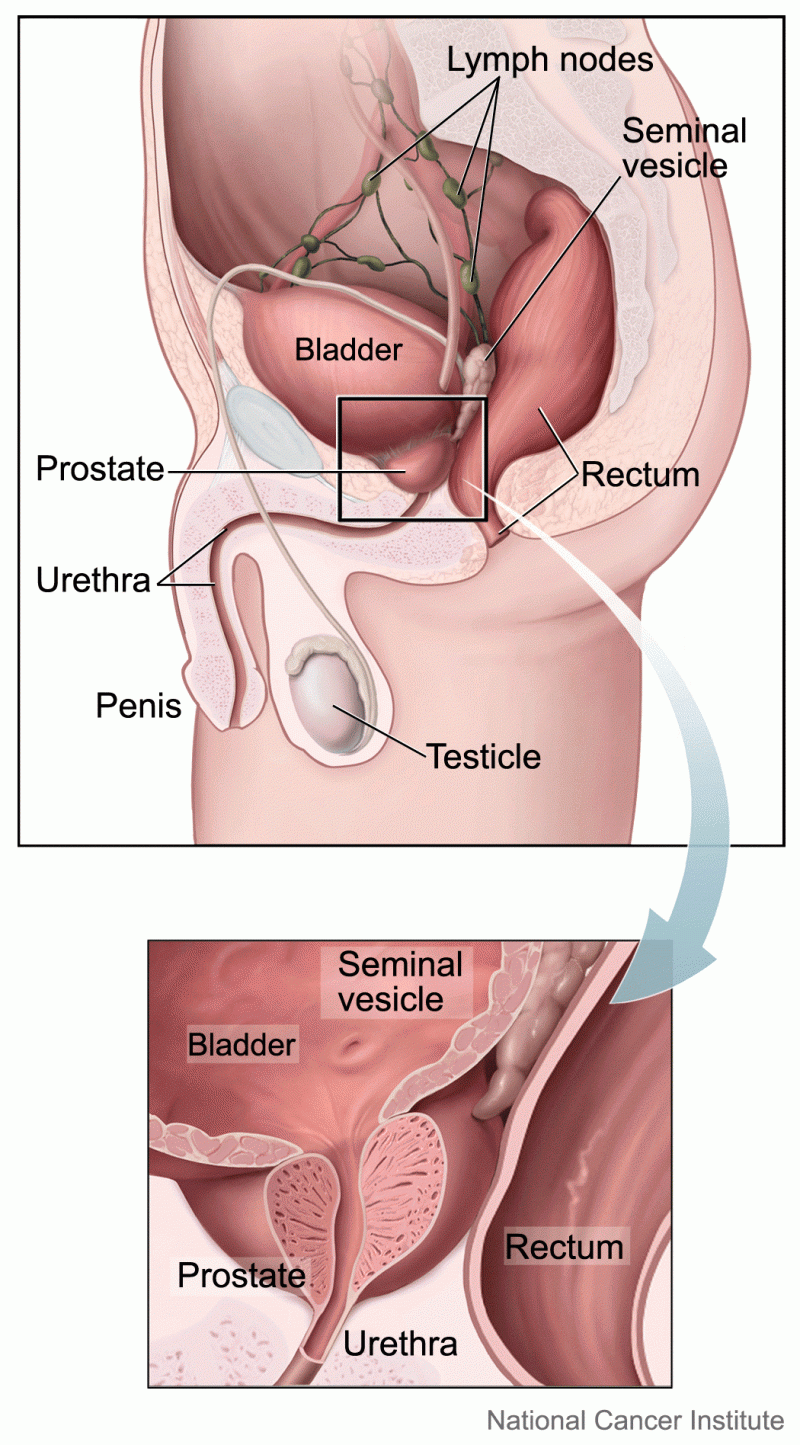 La prostata e gli organi circostanti. Nel riquadro in basso, un ingrandimento della prostata. Fonte immagine:  Alan Hoofring, National Cancer Insitute