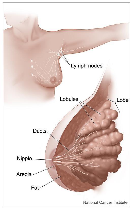 Mammella femminile. Sono visibili i linfonodi (Lymph nodes). Fonte immagine: Don Bliss, National Cancer Institute