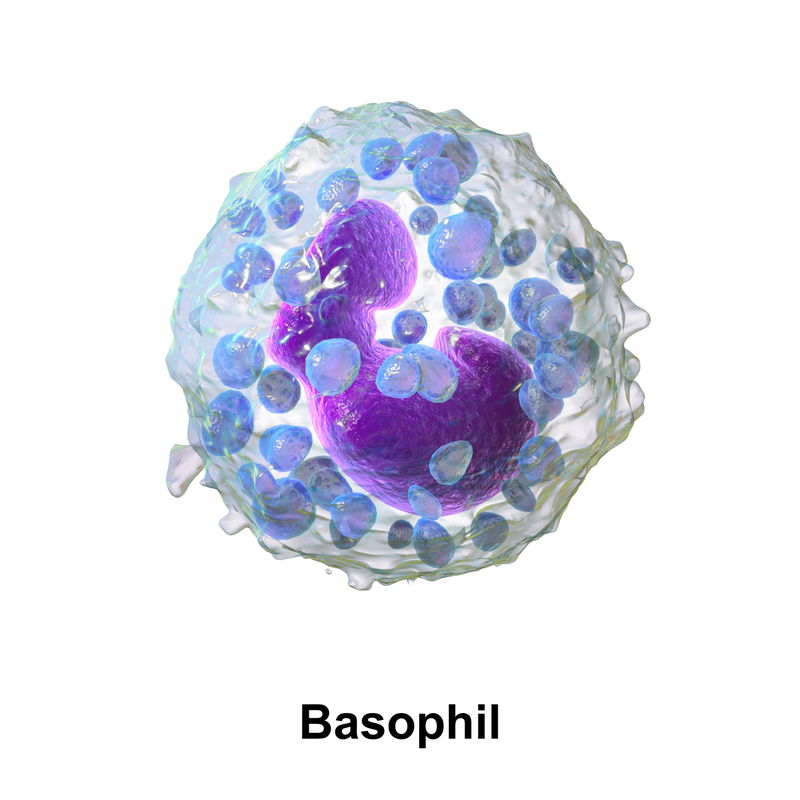 Basofilo. Fonte Immagine: Eosinofilo. Fonte Immagine: Blausen.com staff (2014).