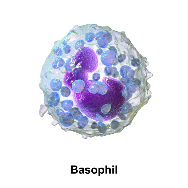 Basofilo. Fonte Immagine: Eosinofilo. Fonte Immagine: Blausen.com staff (2014). 