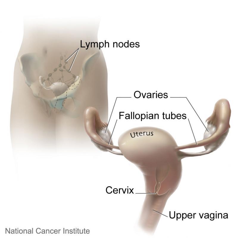 Apparato riproduttivo femminile: ovaie (ovaries), tube di Falloppio (Fallopian tubes), utero (uterus). Fonte immagine: Don Bliss, NCI